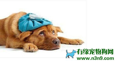 狗狗肠胃炎症状有哪些 狗狗肠胃炎怎么办