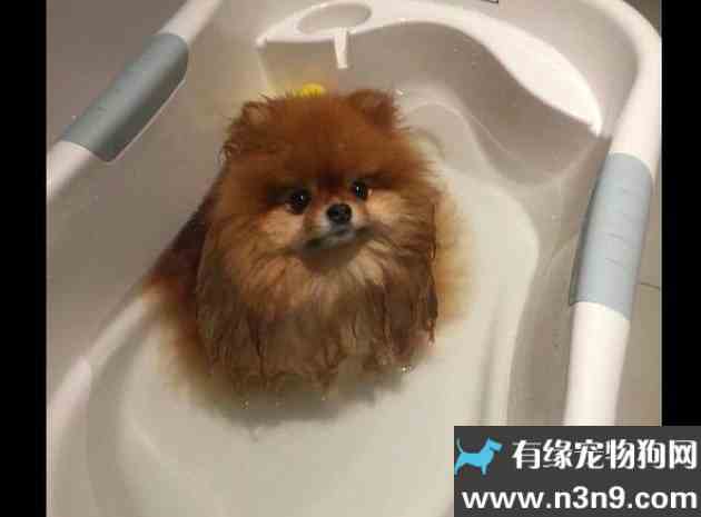 怎么给狗狗洗澡啊
