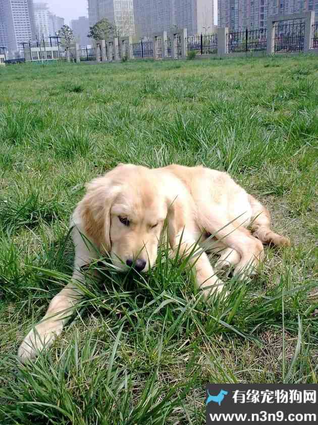 狗狗为什么爱吃草