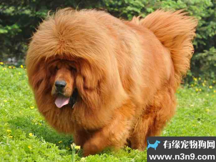 世界上最大狗品种排名
