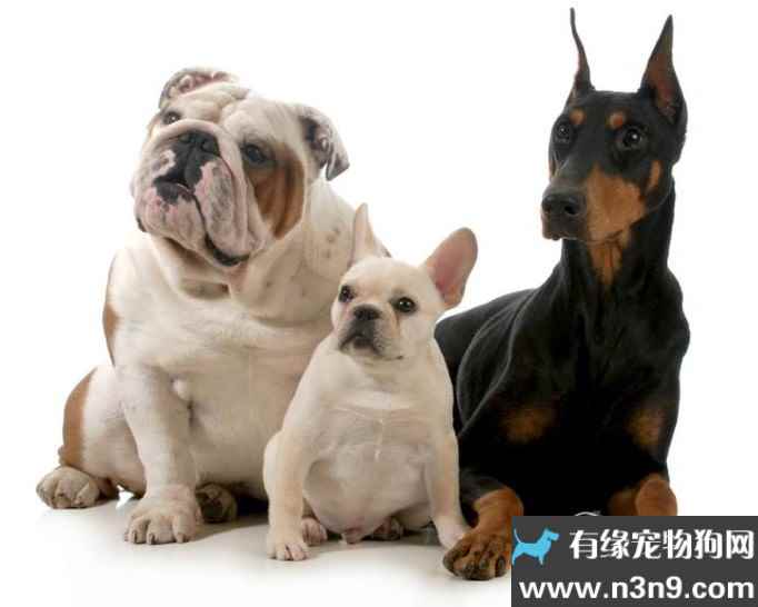 犬 寿命 小型 犬の平均寿命について 犬種ごとや小型犬大型犬でも平均寿命はちがうの？