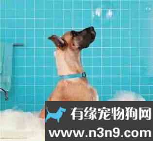 怎么给狗狗正确的洗澡？
