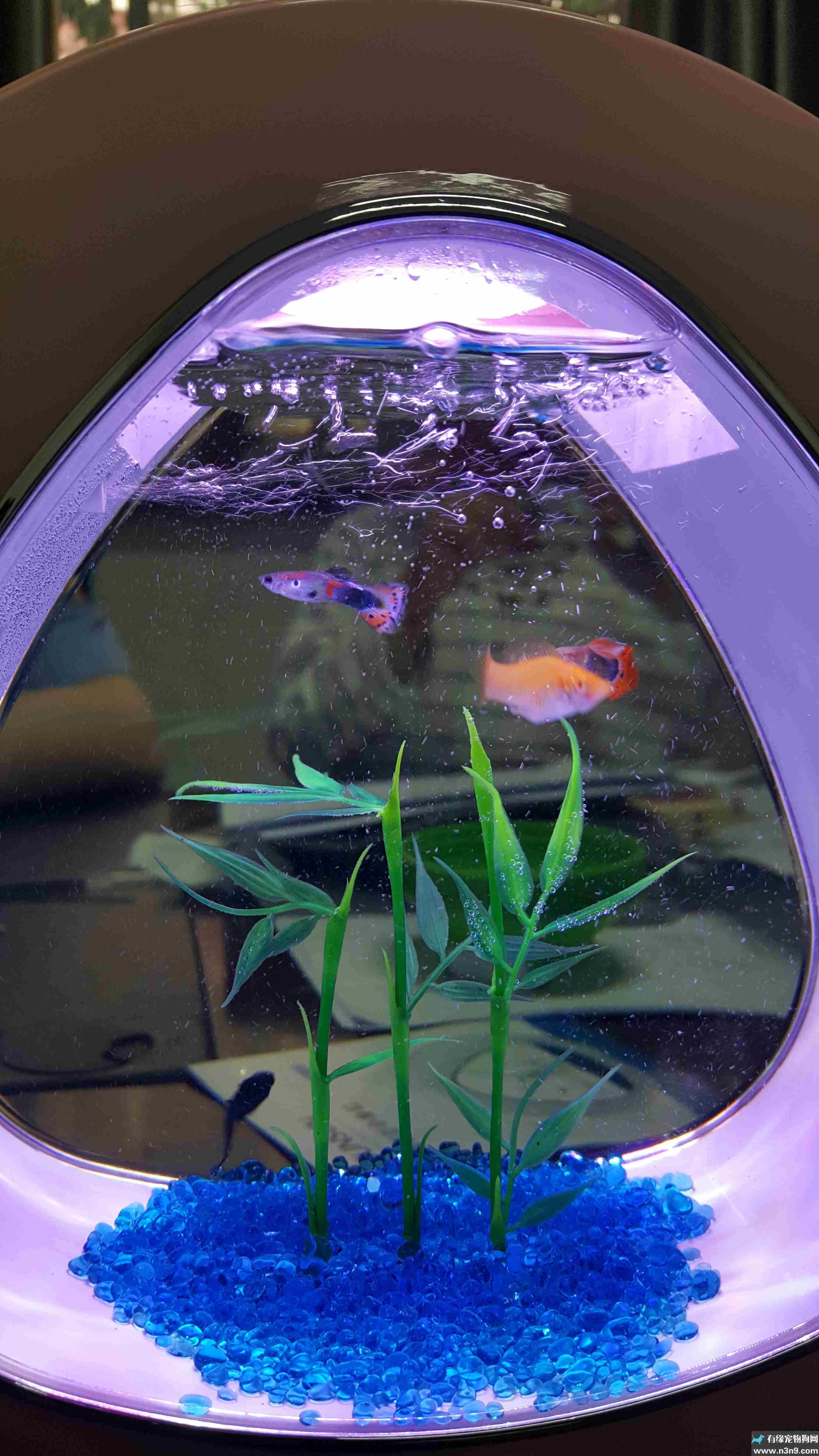 森森创意观赏亚克力生态金鱼缸