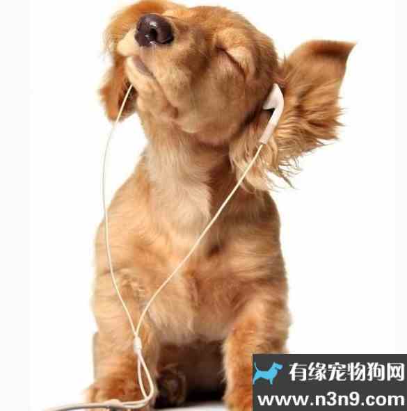 狗狗喜欢听什么音乐 狗喜欢听什么歌 狗爱听什么