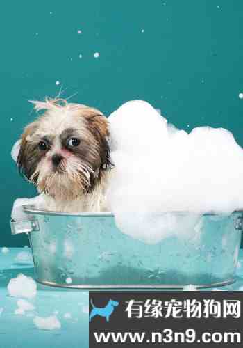 冬季狗狗该多久洗一次澡