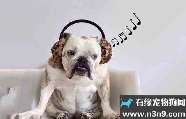 狗狗喜欢听什么音乐 狗喜欢听什么歌 狗爱听