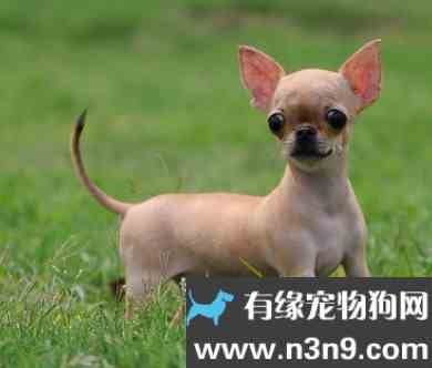 世界上最小的狗是什么狗