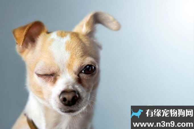 怎么看出狗狗缺钙 狗狗缺钙的症状