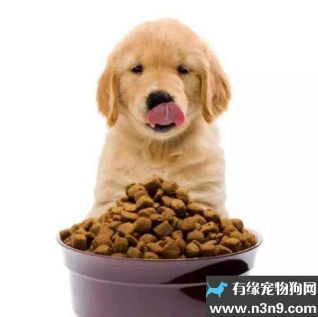 如何给狗狗挑选一款合适的狗粮
