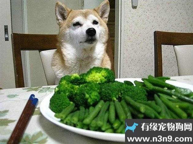 狗狗能不能吃蔬菜(狗狗吃蔬菜好不)