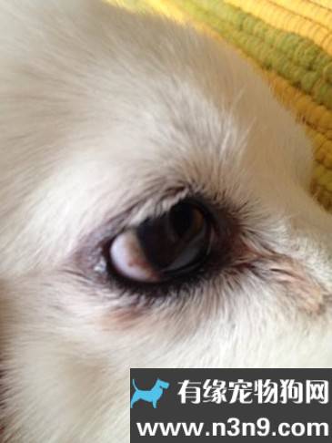 狗狗眼睛变白色了是怎么回事
